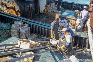 海捕鳀鱼上岸一斤售价1块5毛钱 烘干后碾碎作饲料喂鸡喂猪很地道